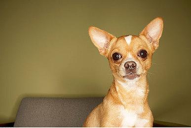 《黎明行者之血》大量新细节 有多个可攻略的恋爱对象、开放世界地图